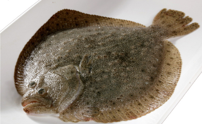 興城市曹莊鎮(zhèn)多寶魚 葫蘆島市漁業(yè)的一張金色名片